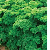 PARSLEY GREEN MAGIC HERB